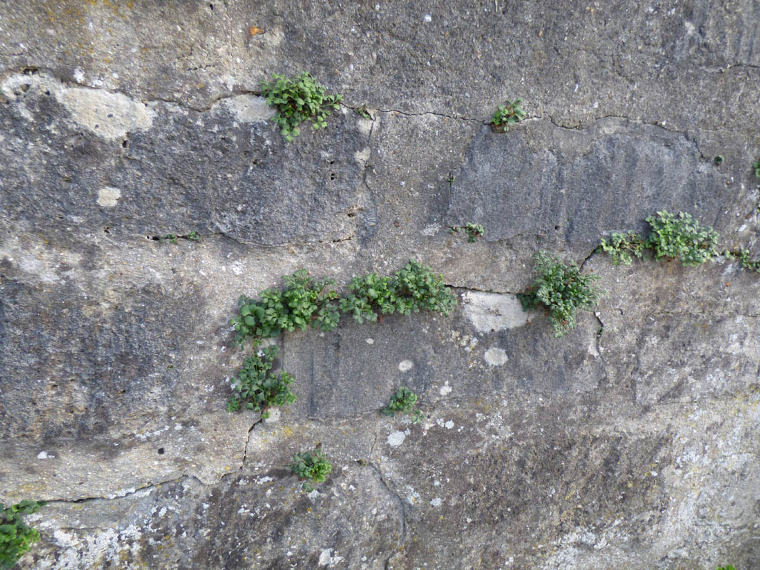 Asplenium ruta-muraria